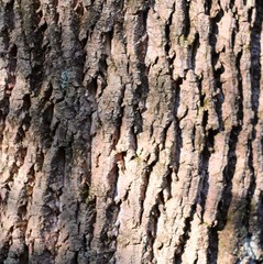 A close view of the tree bark surface texture.