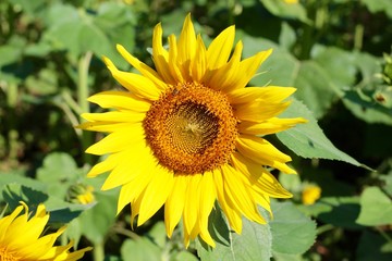 Naklejka premium A close view of the bright yellow sunflower on a sunny day.