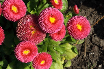 redv bellis daisies © leafy