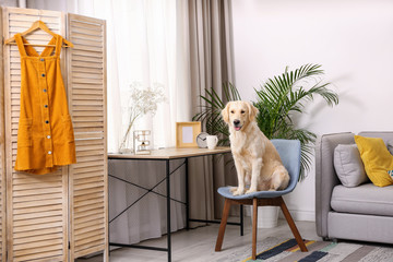 Modern living room interior. Cute Golden Labrador Retriever on chair