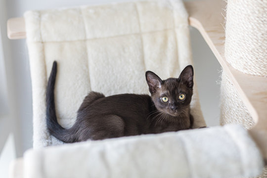 Burmese Kitten In The Bed