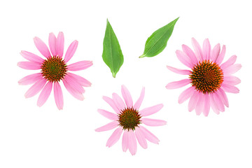 Coneflower or Echinacea purpurea isolated on white background, Top view. Flat lay. - obrazy, fototapety, plakaty