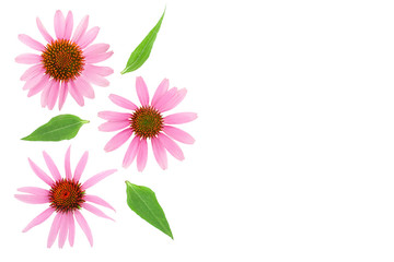 Coneflower or Echinacea purpurea isolated on white background with copy space for your text. Top view. Flat lay