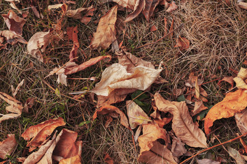 dried autumn leaves  lie on the grass