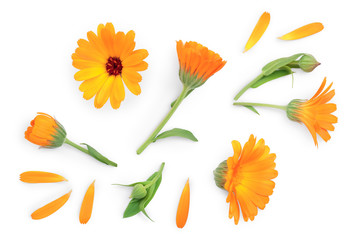 Calendula. Marigold flower isolated on white background. Top view. Flat lay pattern - obrazy, fototapety, plakaty