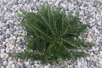 Rosmarin im Garten