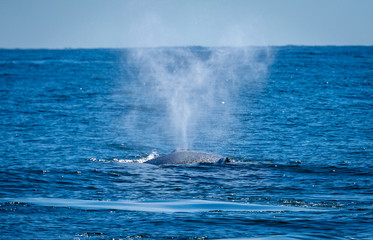 A humpback whale spouting against the blue ocean and sky.