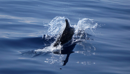 Dolphin jumping into the water in the mediterranean sea © Diana