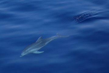Dolphin swimming under water in the mediterranean sea