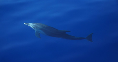 Dolphin swimming under water in the mediterranean sea © Diana