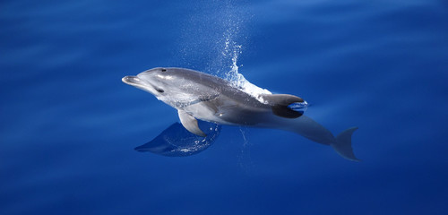 Dolphin jumping out of the water in the mediterranean sea