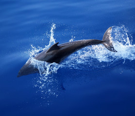 Dolphin jumping into the water in the mediterranean sea