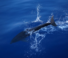 Dolphin jumping into the water in the mediterranean sea © Diana