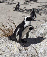 Obraz premium penguins at boulders beach in south africa
