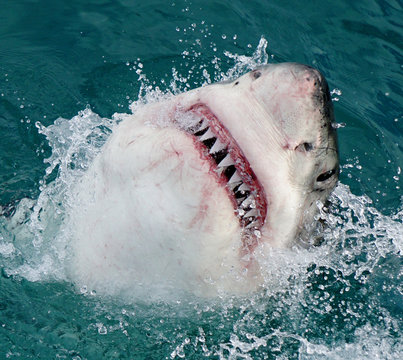 Great white shark jumping out of the water with open mouth in south africa atlantic ocean near gaansbai