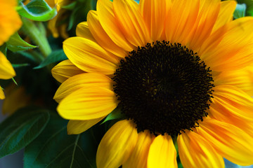 Close-up of a beautiful large sunflower