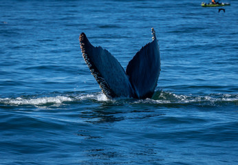 Fototapeta premium The fluke of a humpback whale sticks out of the blue ocean as it is about to dive into the deep.