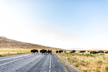 Plexiglas foto achterwand Wide angle view of many wild bison herd crossing road in Antelope Island State Park in Utah in summer with paved street and cars © Kristina Blokhin