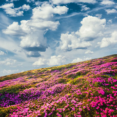 Awesome summer sunny landscape with fluffy clouds in blue sky and blooming pink rhododendron flowers covered mountains hills around © Ivan Kmit