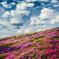 Selbstklebende Fototapeten Blue Jeans Awesome summer sunny landscape with fluffy clouds in blue sky and blooming pink rhododendron flowers covered mountains hills around  © Ivan Kmit