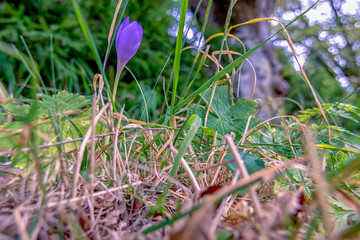 spring crocus flowers