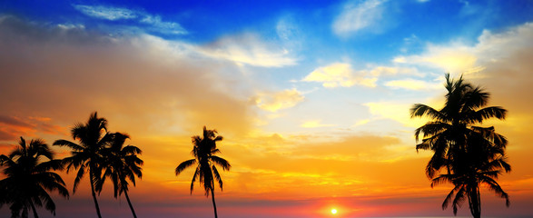 Fototapeta na wymiar Sunset and dark silhouette of palm trees against the sky. Wide photo.
