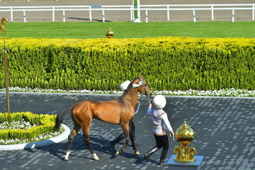 Day of Turkmen racehorse. Akhal Teke horse led by two men.
