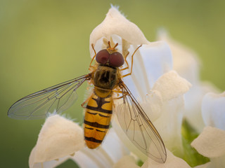 Markoaufnahme einer Wespenfliege an einer weißen Blüte