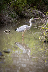 Reiher mit Spiegelung