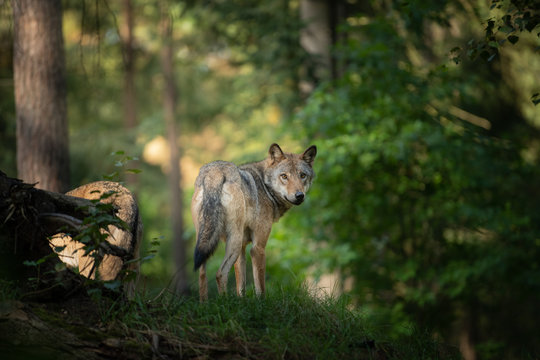 wolf in the wild during Sunrise © Dennis