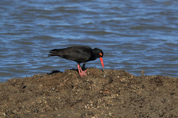  African oystercatcher or African black oystercatcher (Haematopus moquini) Queensland, Australia 