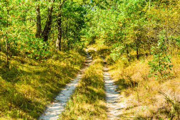 Dirt road in the forest on summer