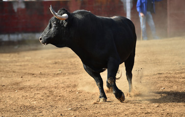 bull in spain with big horns in traditional spectacle on bullring