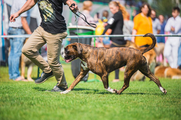 Beautiful boxer portrait dog during a dog show on a leash