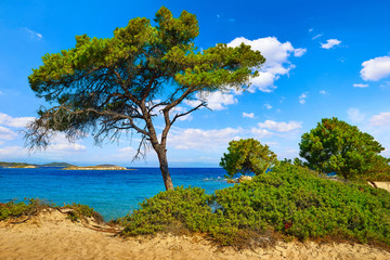 Karidi Beach at peninsula Sithonia, Chalkidiki, Greece. Green pine tree and bushes, beach coastline of Aegean sea with blue water. Summer sunny day sky clouds. Popular touristic vacation destination.