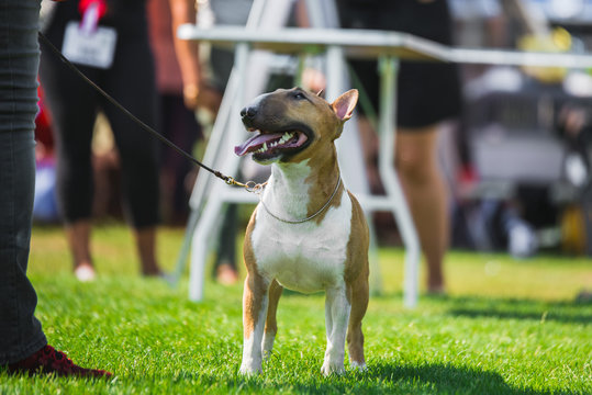 Beautiful bull terier dog during a dog show on a leash