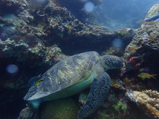 hawksbill sea turtle and diver
