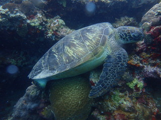 Naklejka na ściany i meble sea turtle and diver