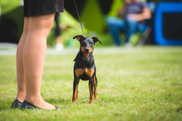 Beautiful miniature pinscher dog during a dog show on a leash
