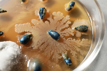Germination and energy analysis of sunflower seeds in Petri dish on table, closeup. Laboratory research