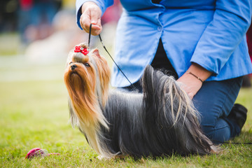 Beautiful yorkshire terrier dog during a dog show on a leash