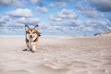 Beautiful welsh corgi pembroke dog standing on a sandy beach in a sunny weather