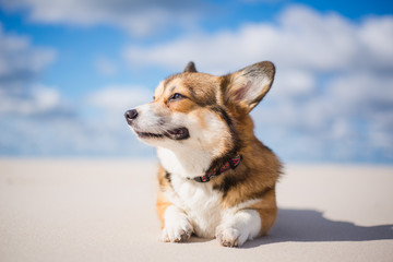 Beautiful welsh corgi pembroke dog lying down and chilling on a sandy beach in a sunny weather