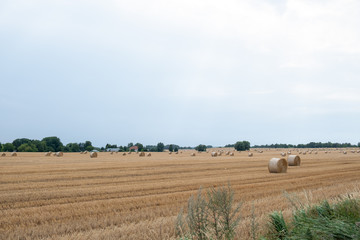 Round straw bales after harvesting in a field during the day.