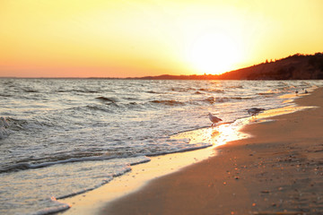 Beautiful view of sea coast at sunset