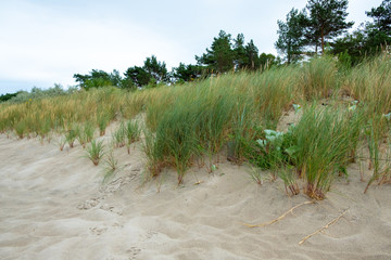 A dune with dune grass at the Baltic Sea at a forest