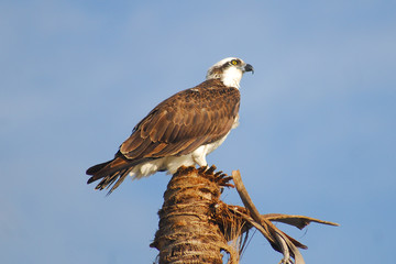 Osprey Perched On Palm