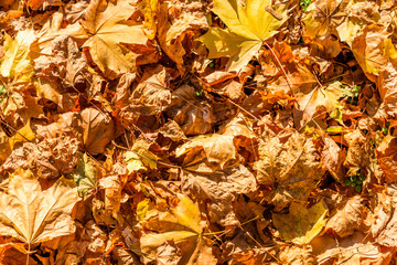 Background of yellow fallen maple leaves