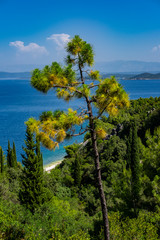 Fototapeta na wymiar Pine green trees and cypress in front and clear water in Adriatic see in background on sunny summer day, Korcula Island, Dalmatia, Croatia 