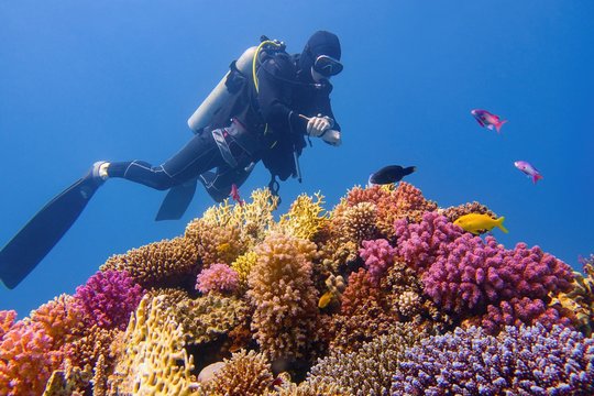 Man scuba diver checking beautiful colorful healthy coral reef with diversity of hard corals